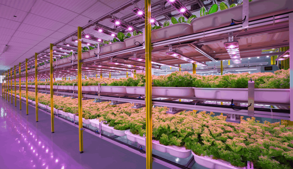 Automated Hydroponic systems can save the world one day in near future